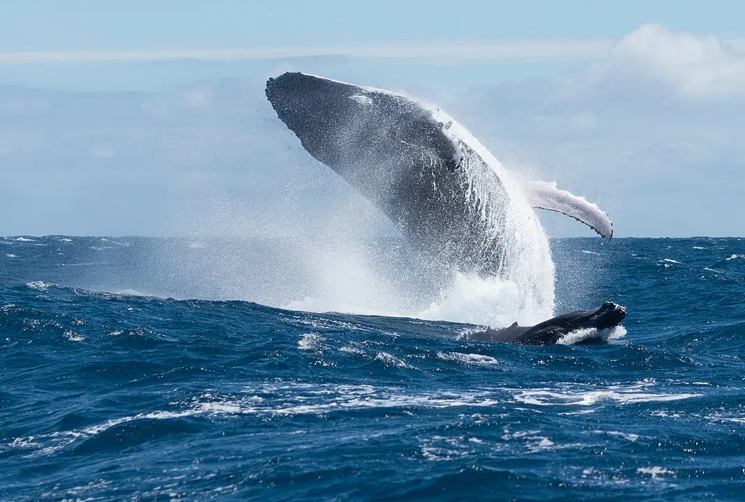 越身海面的雌性座头鲸