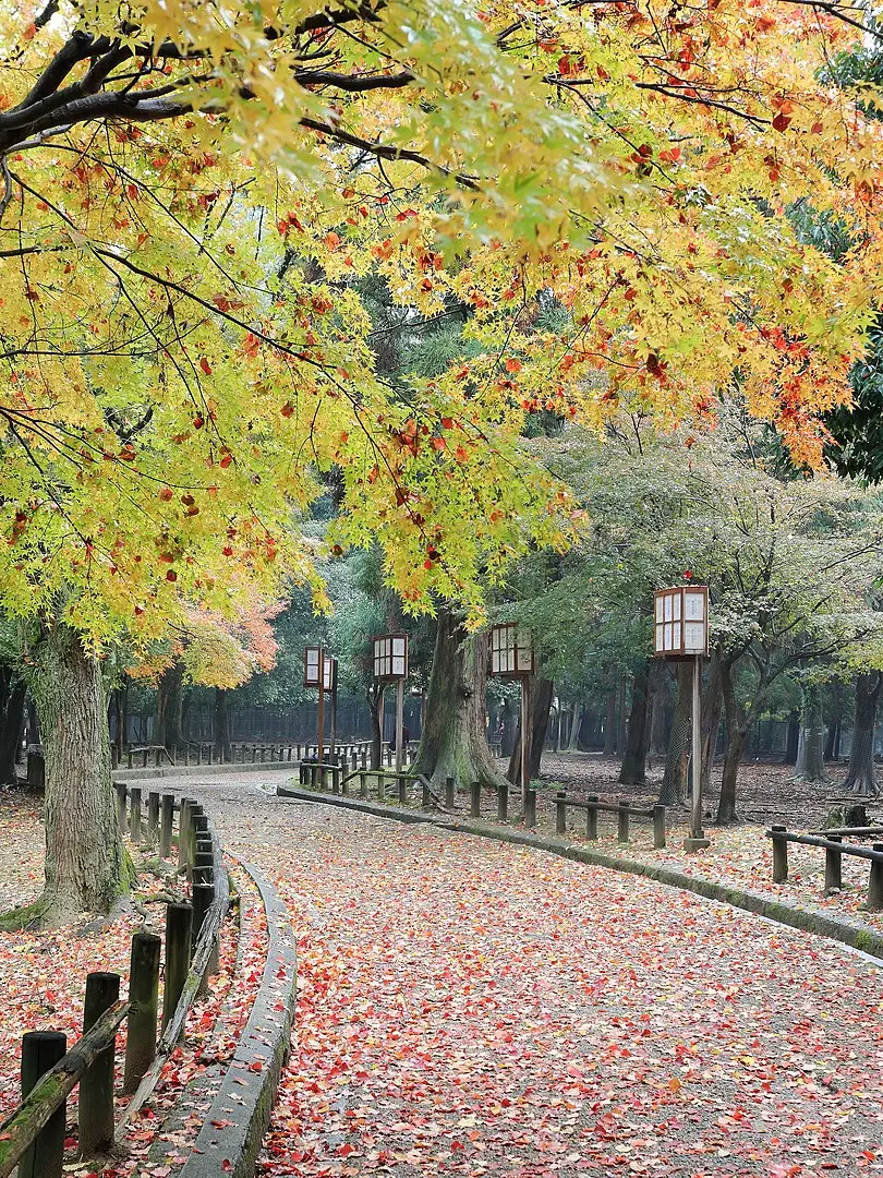 初冬时节的日本奈良公园一角