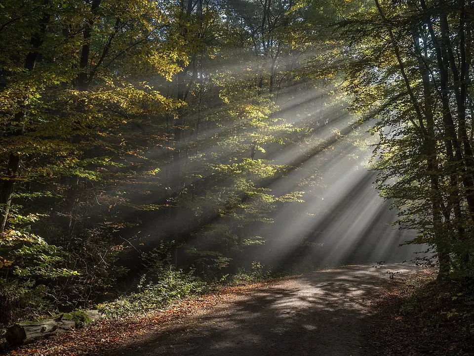 德国班贝格的树林与耶稣之光