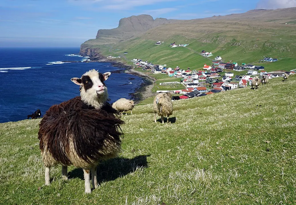 法罗群岛上的法罗羊