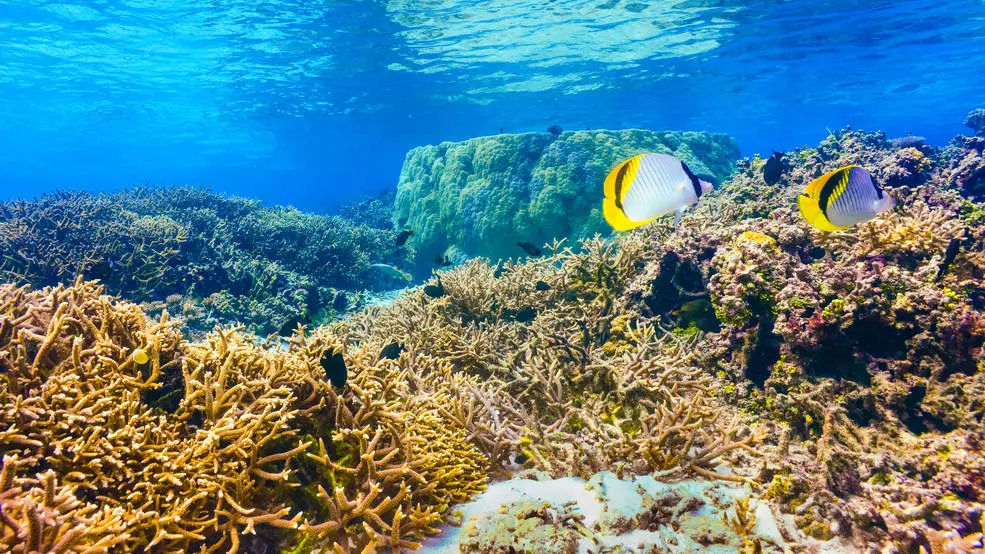 萨摩亚群岛的珊瑚礁