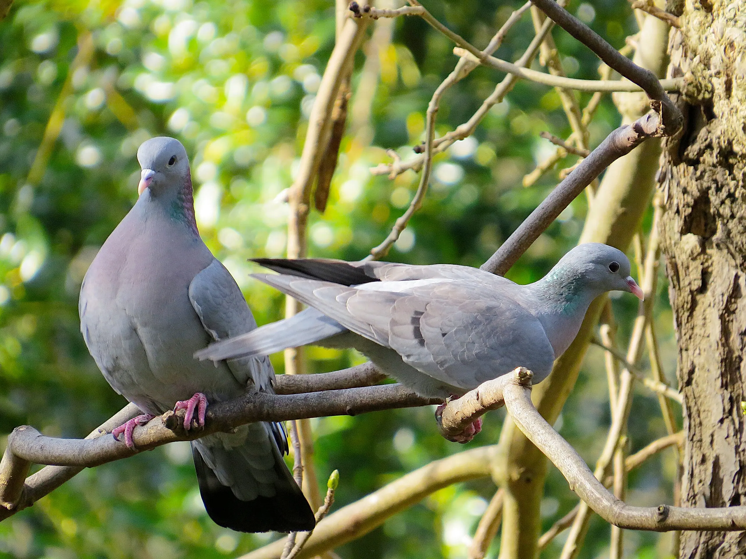 荒原之梦考研数学 | 图 05. Date: 22 March 2018, 11:04:12; Camera location: 54° 59′ 35.39″ N, 1° 35′ 35.01″ W; From: en.wikipedia.org; Permission: CC BY-SA 4.0.